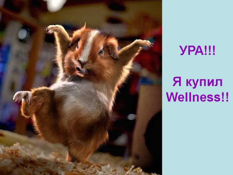 УРА!!! Я купил Wellness!! УРА!!! Я купил Wellness!!